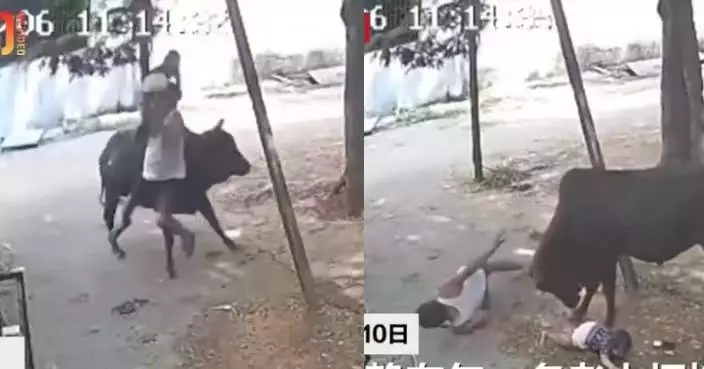 印度長者抱1歲孫兒遭公牛猛撞 孩子被拋落地嚎哭 驚險畫面曝光！