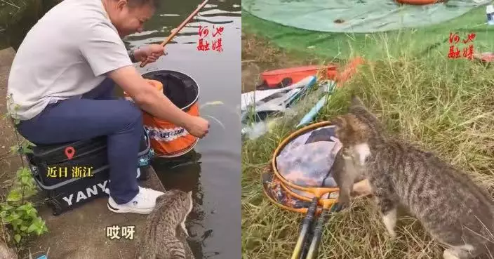 浙江釣客河邊釣魚遇小貓「截胡」  暖心取下魚鉤再大方送魚獲讚