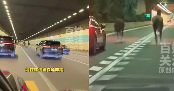 江蘇一隧道驚現2馬匹車流間狂奔 自馬場出逃3小時後始被尋回