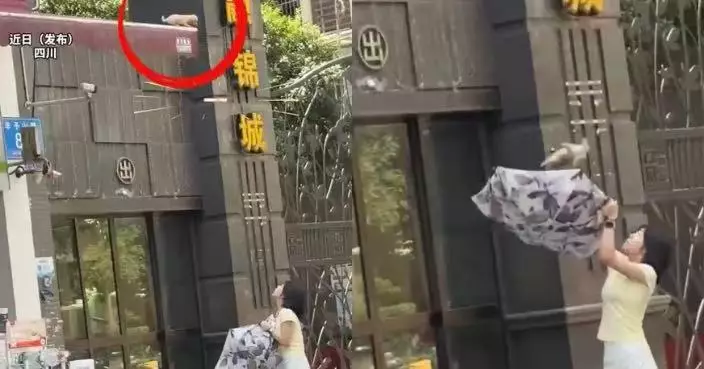 狗狗被困店舖屋頂 四川女子暖心撐傘接住獲網民激讚