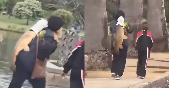 澳洲公園現女子肩扛「巨型鯉魚」 網民爭論「為民除害還是違規捕魚」 園方咁回應