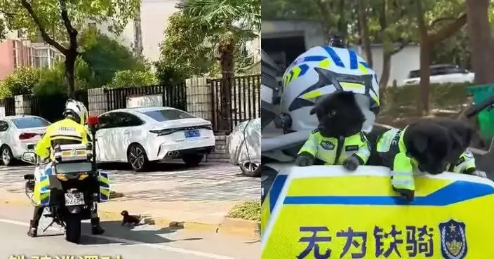 闖馬路「碰瓷」交警 安徽小黑狗獲救後意外成警隊新成員 穿迷你制服萌翻網民