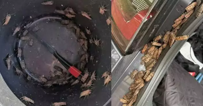 澳洲爆發「飛蛾潮」 瘋狂湧入住宅區 塞滿車尾箱縫隙畫面驚人