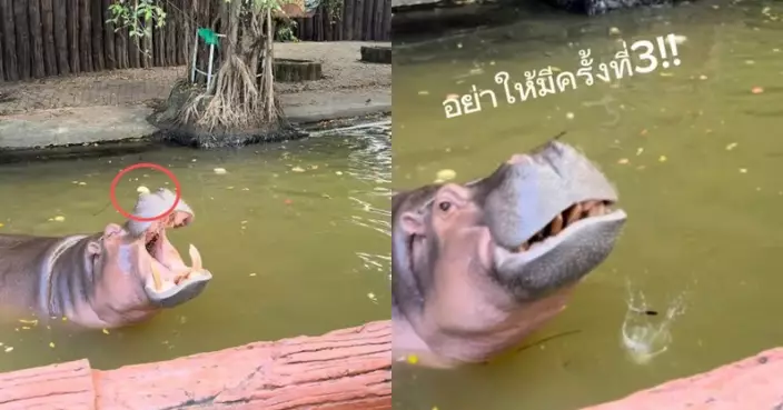 泰國女遊客餵河馬連續4次失手 河馬張大嘴等食物屢落空氣到狂搖頭濺水花