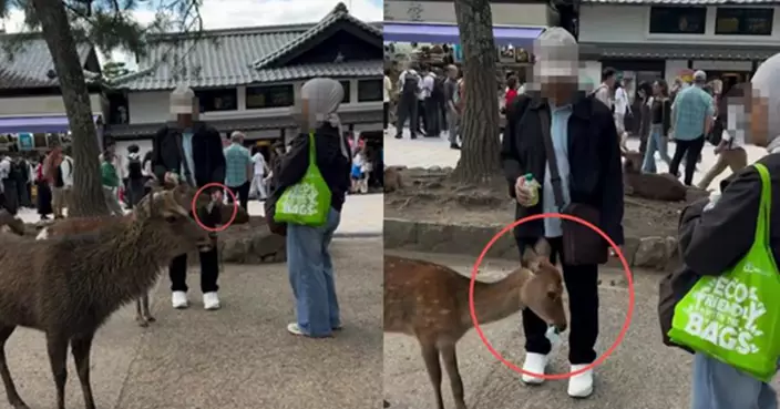 奈良公園男遊客疑餵鹿食膠袋 本地男及時搶下免誤食 影片瘋傳引眾怒