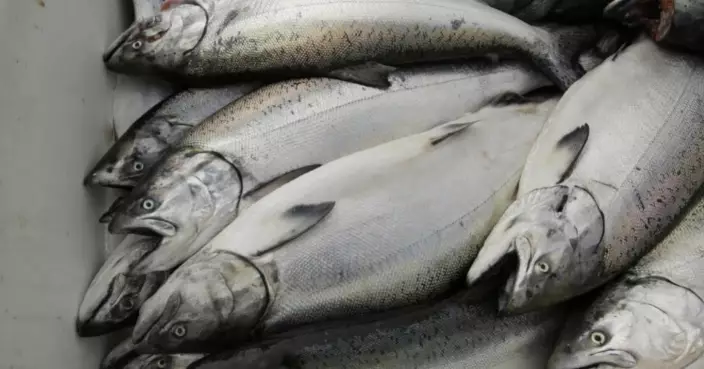 歐洲三文魚業棄用野生魚原料 改餵雞骨雞肝慳成本