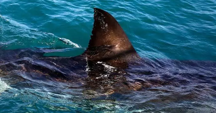 南非東開普省有泳客遭鯊魚襲擊死亡 兩海灘關閉