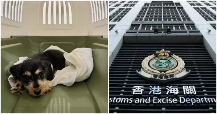 海關落馬洲截查55歲抵港內地婦 檢非法進口狗隻市值1.5萬