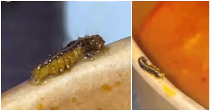 食譚仔米線食到尾聲驚見「毛蟲」　食客怒轟：仲要煮熟咗