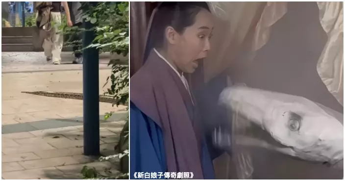 夜間行人通道驚現3米巨蟒  情侶拖手行過竟零反應 網民：愛情真係盲目