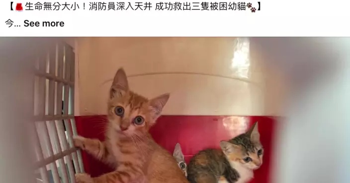 旺角有空置店鋪天井傳出微弱貓叫聲　消防破門救出3幼貓