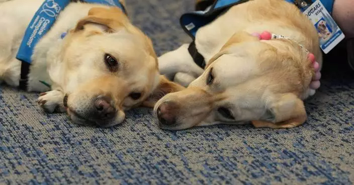 科羅拉多校園槍擊案後 治療犬為學生帶來平靜與歡樂