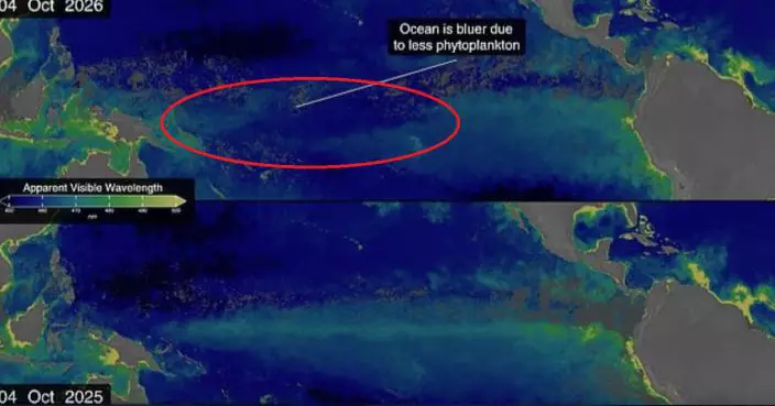 海水綠變藍是警號！超級厄爾尼諾令太平洋變色 NASA：恐衝擊海洋生態