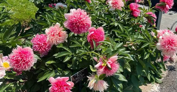 長壽多年生植物秋季種植指南 牡丹鳶尾藍靛等可活數十年