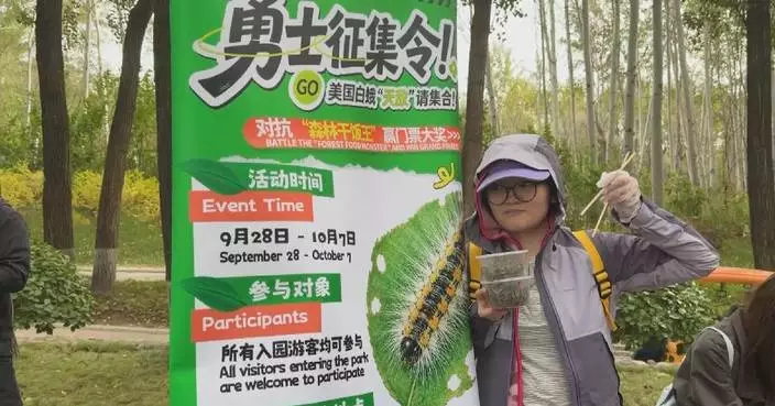 北京野生動物園招募「勇士」滅蟲 防治美國白蛾損害植物