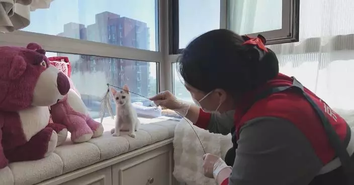 國慶假期上門寵物餵養服務訂單急增