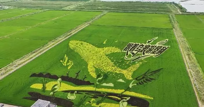 山東東營鹽鹼地變身巨型稻田藝術