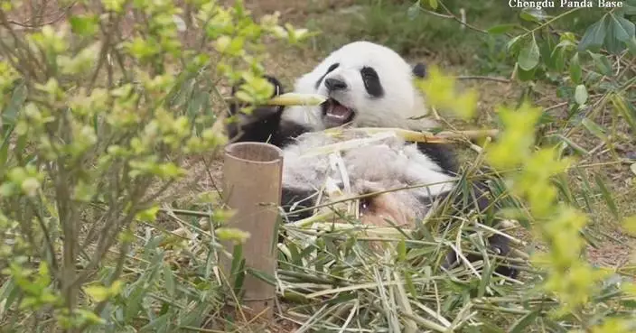 成都大熊貓基地拍到熊貓懶洋洋食竹筍