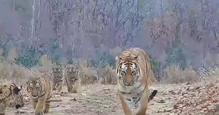 中國國家公園錄得罕見東北虎母虎傳承領地予幼崽