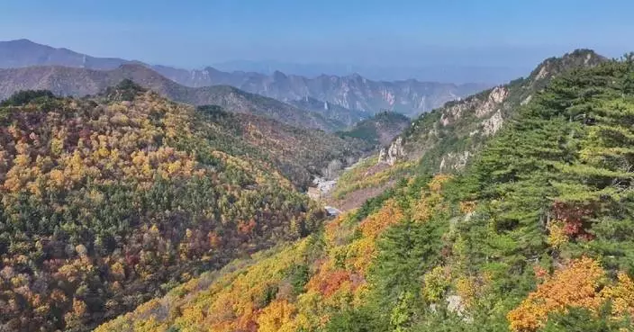 河北承德彩色森林進入最佳觀賞期