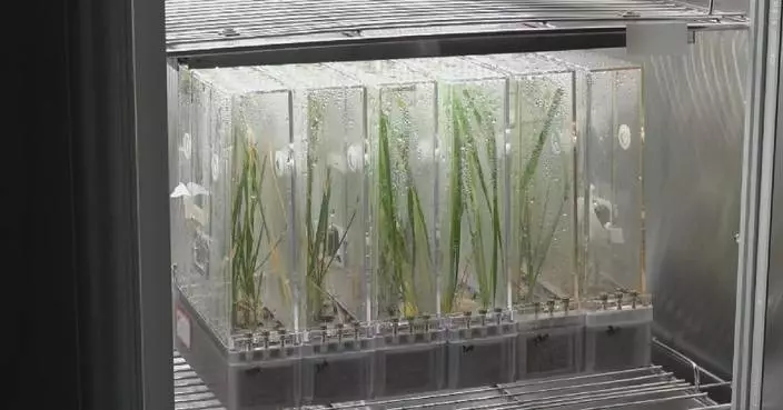 中國多代太空水稻研究有新進展 助人類軌道種植糧食