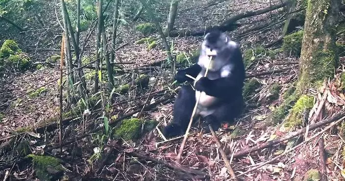 滇金絲猴進食竹筍片段曝光 棲息海拔最高靈長類動物