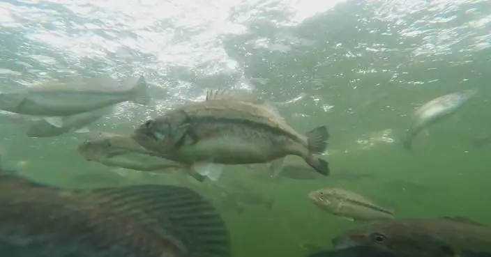 中國研究員將鹽鹼荒地變漁場 塔克拉瑪干沙漠邊緣養殖海鱸魚
