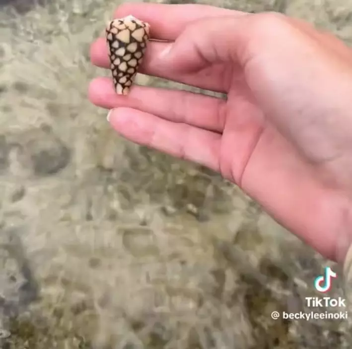 女子上網查證才知貝殼是劇毒芋螺。影片截圖