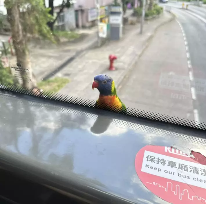 有港男搭巴士時，驚見窗外一隻彩色鸚鵡站立在車頭。(FB圖片）