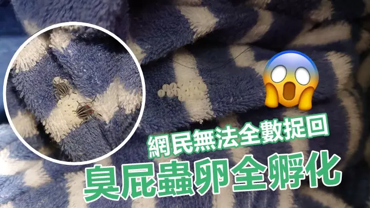 網民上載相片指發現臭屁蟲卵,惟已經全部孵化。連登討論區網上圖片