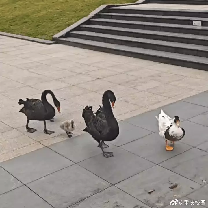 微博圖片