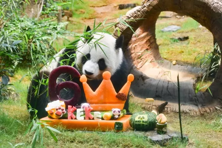 可可和牠的冰蛋糕。海洋公園圖片