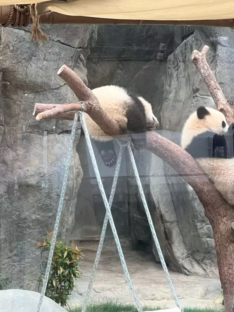 海洋公園為大熊貓龍鳳胎正式成立「家姐細佬後援會」。(本網記者攝)