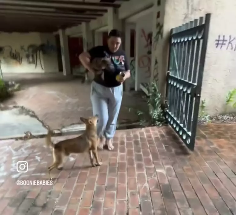 救援人員廢棄商場救助小狗被成年公犬一路跟隨護送。影片截圖