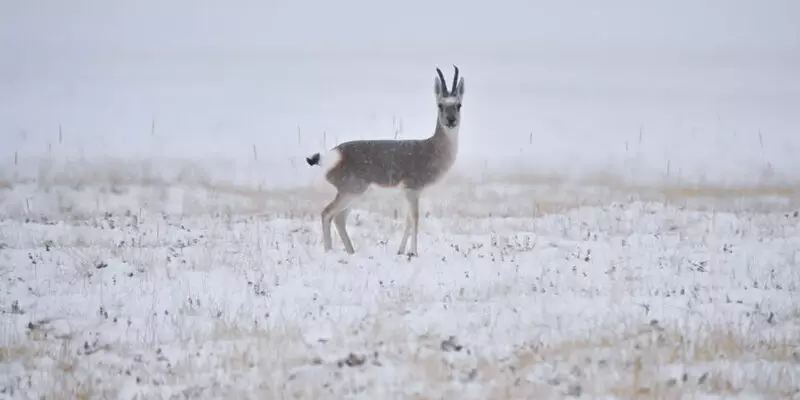 號稱「世界最乾燥沙漠」 智利阿塔卡瑪沙漠10年首見降雪。X平台圖片@Lev1446491