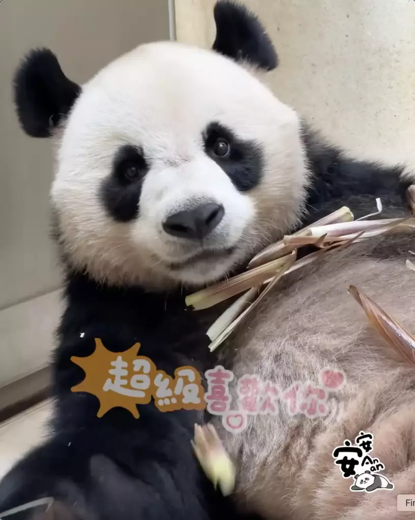 海洋公園「香港6寶」情人節齊放閃