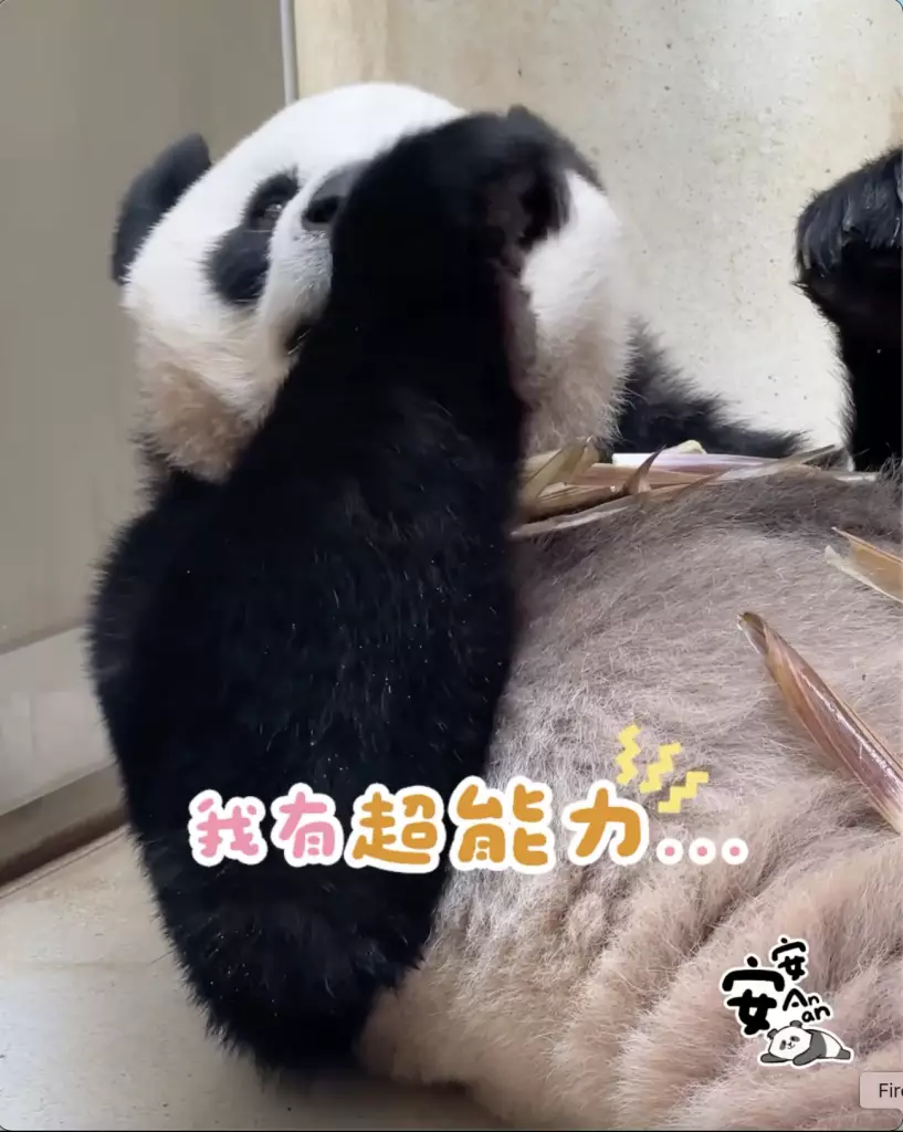 海洋公園「香港6寶」情人節齊放閃