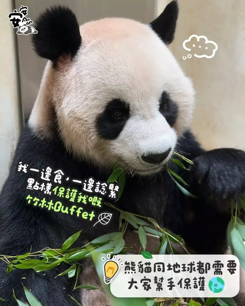 pandahk_official IG圖片