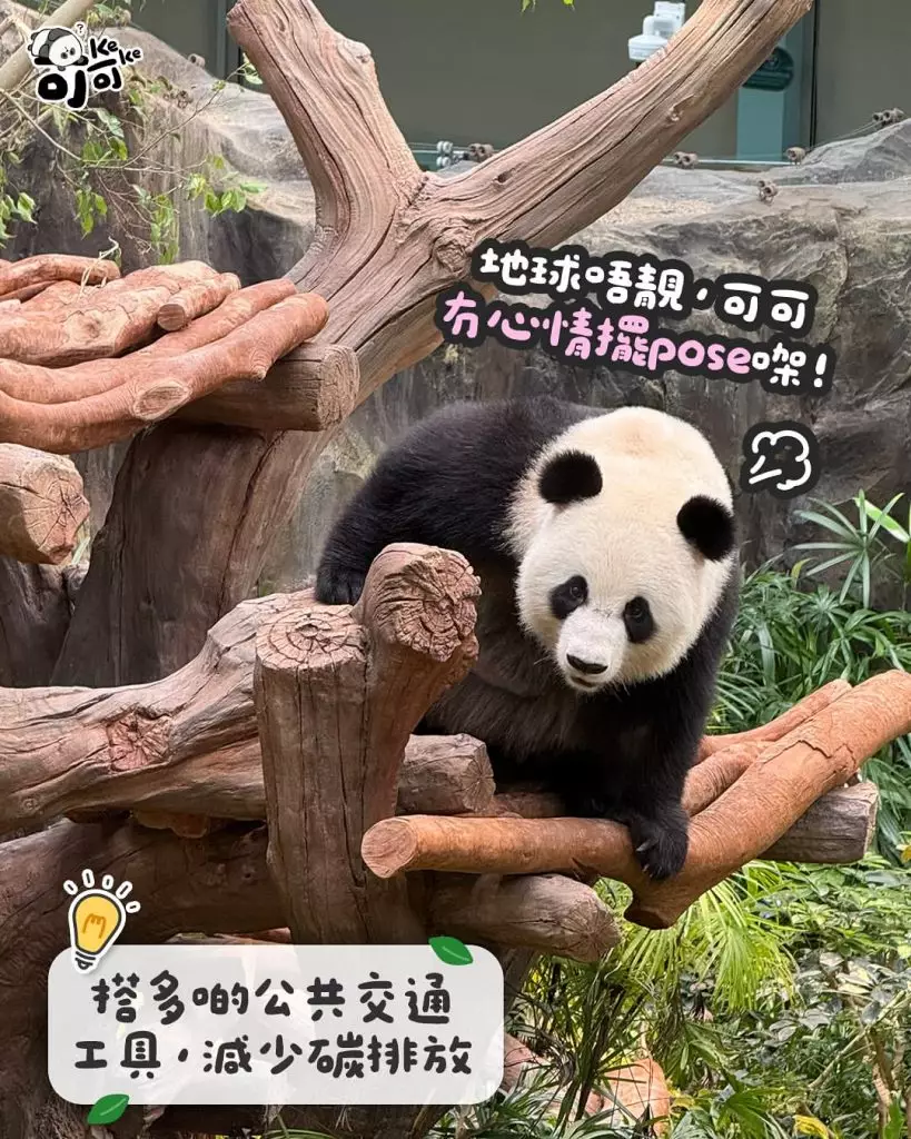 pandahk_official IG圖片