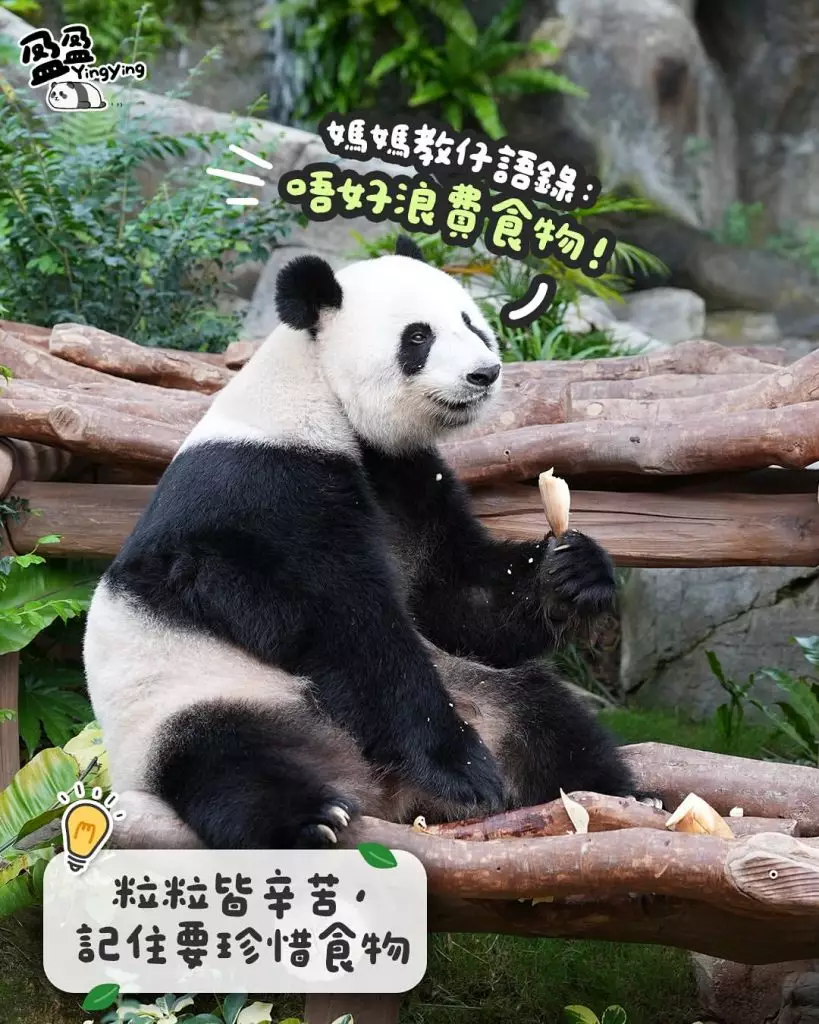 pandahk_official IG圖片