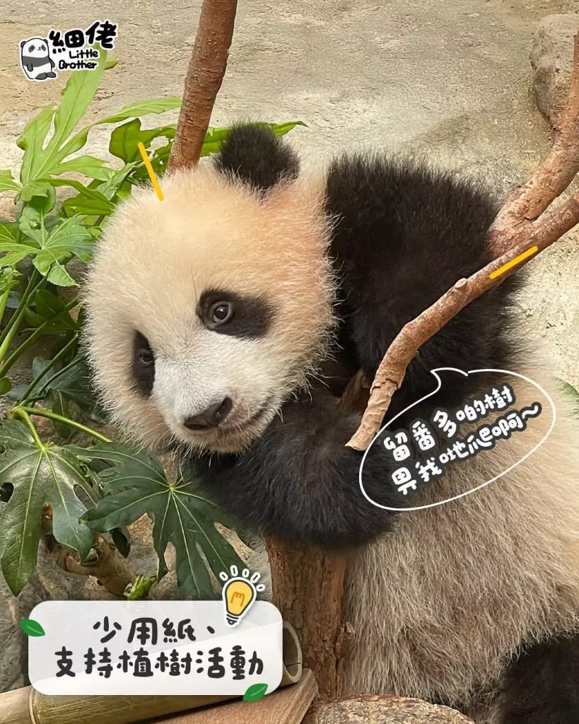 pandahk_official IG圖片