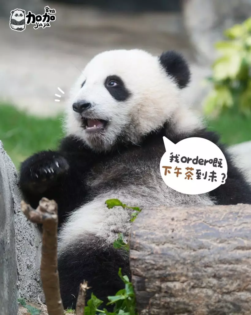 海洋公園ig圖片