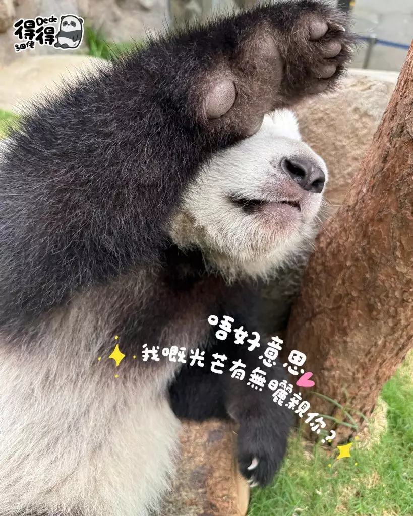 海洋公園ig圖片