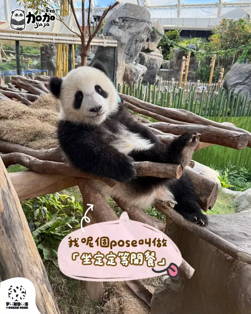 海洋公園ig圖片