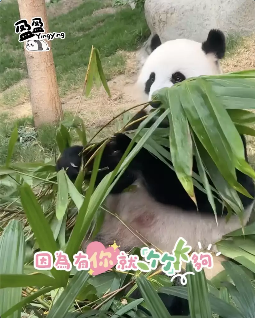 海洋公園「香港6寶」情人節齊放閃