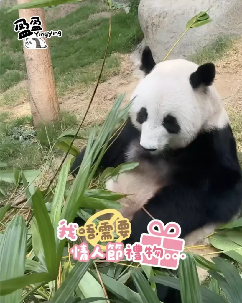 海洋公園「香港6寶」情人節齊放閃