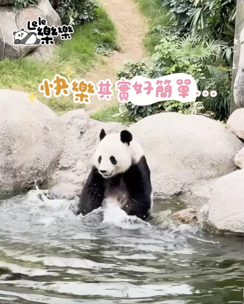 海洋公園「香港6寶」情人節齊放閃