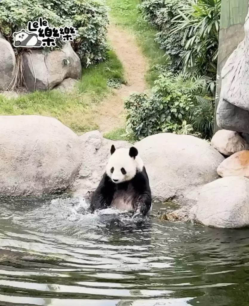 海洋公園「香港6寶」情人節齊放閃