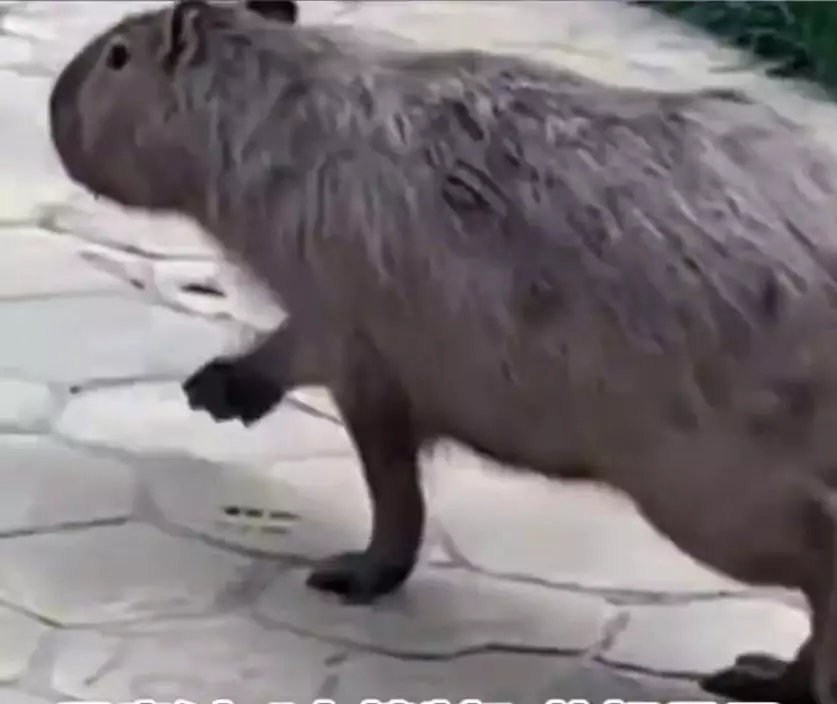 影片截圖
