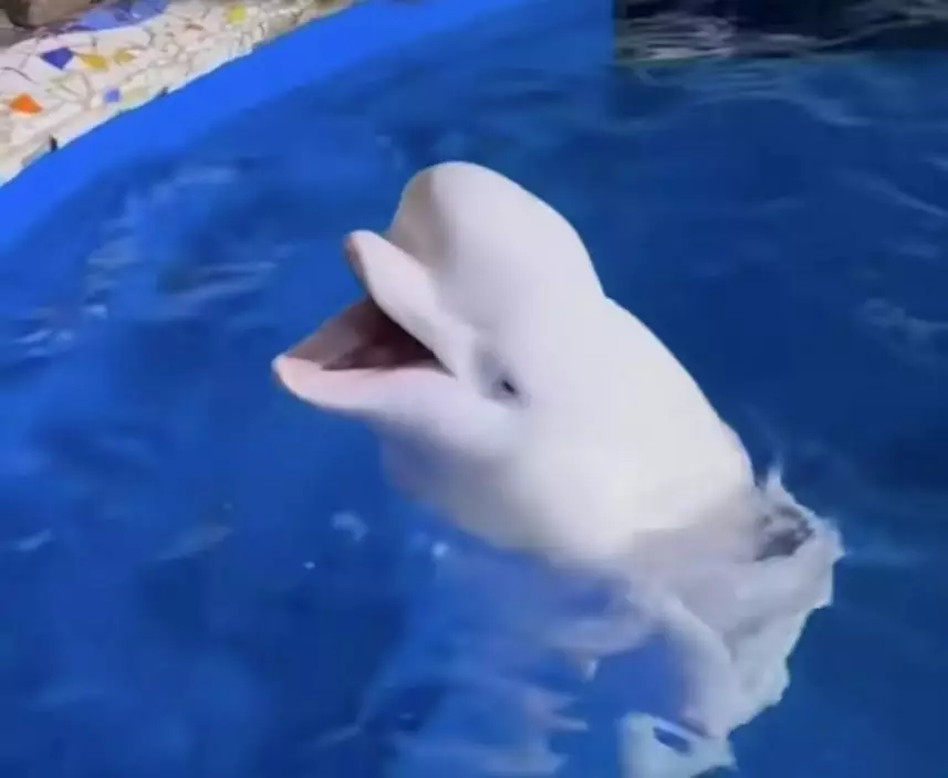 影片截圖